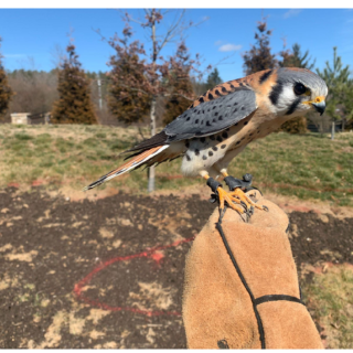 An Introduction to Falconry