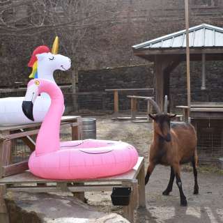 Running of the Goats 5K and Nature Walk at the WNC Nature Center