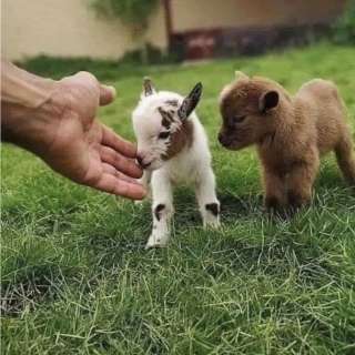 Goat Yoat
