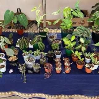 Hops, Pigs & Plants - a Plant Sale!