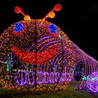 Winter Lights at The North Carolina Arboretum