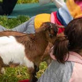 Goat Yoga with Kidding Around Asheville at Highland Brewing