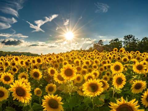 Hellow Sunshine! Healing and Wellness Showcase