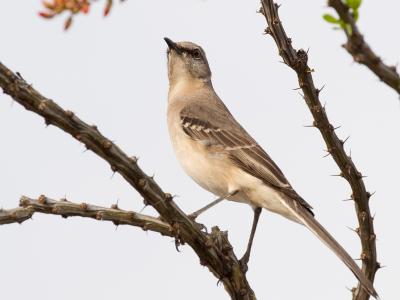 Birding In Texas Wildlife Corridor Estero Llano Grande