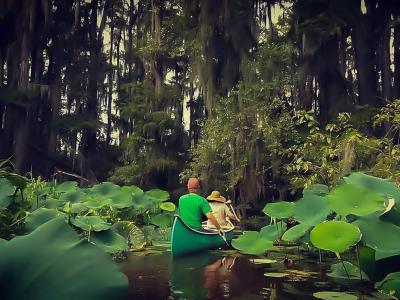 Caddo Lake In Texas State Park Wildlife Canoeing