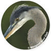 Great Blue Herron