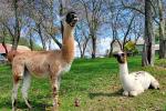 Alpaca Shearing Day