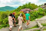 Rhododendron Rambles