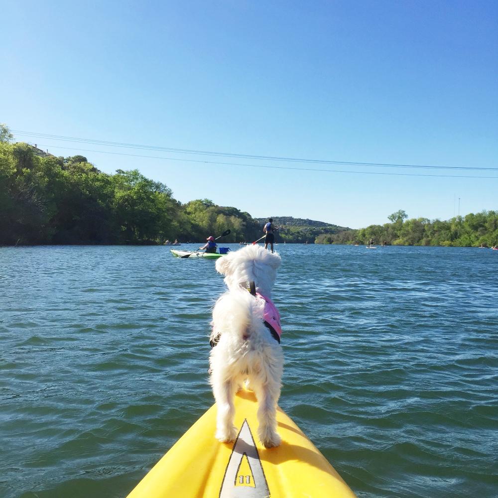 Small dog on the end of a paddle board on Lady Bird Lake