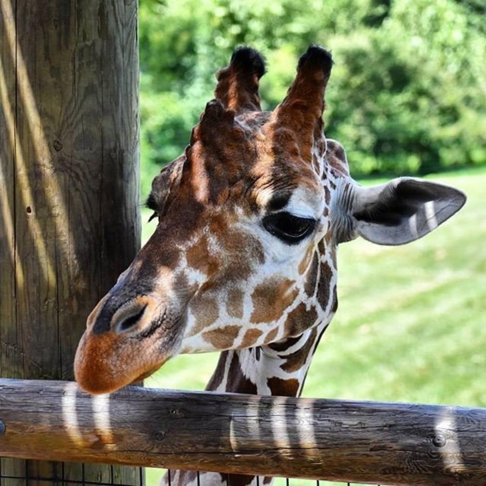 DO NOT USE Hannah Wenndt Fort Wayne Children's Zoo Giraffee #MyFortWayne Photo