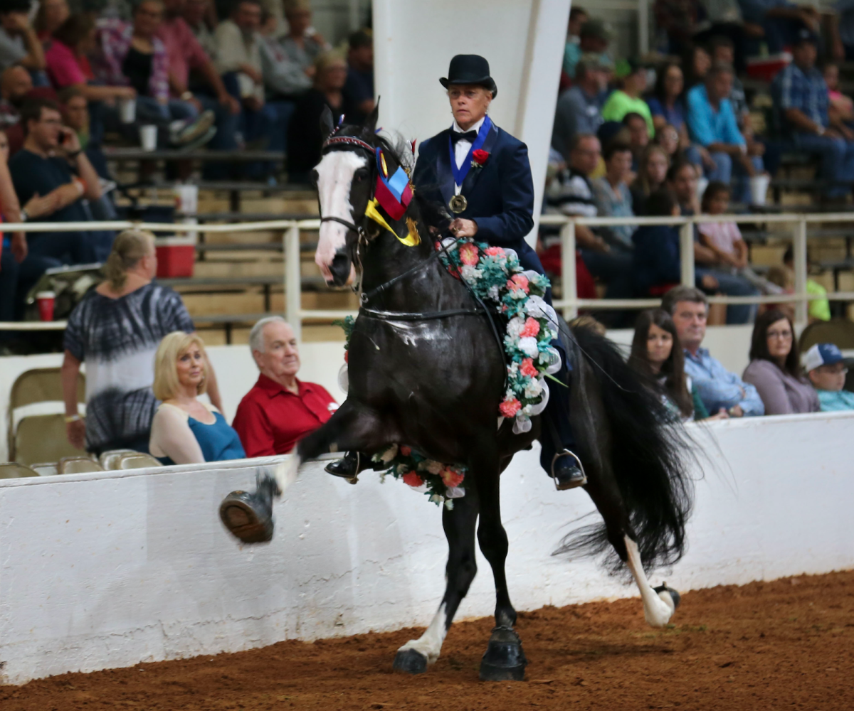 A rider in formal attire sits atop a galloping black and white horse inside a crowded arena at the World Racking Horse Celebration