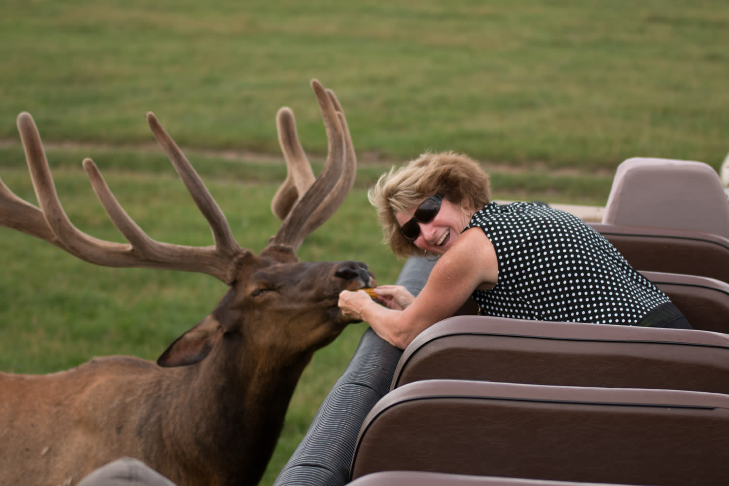 Elk at Lake Tobias