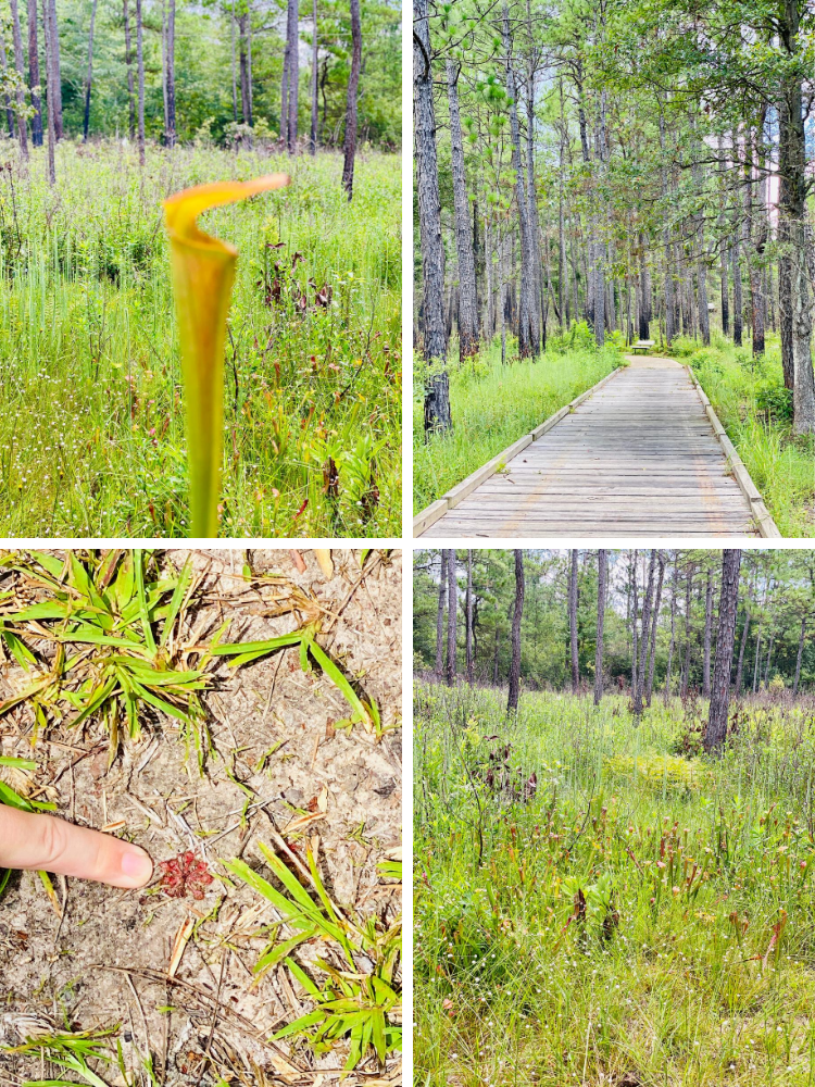 Collage of plants and wildflowers on the Sundew Trail