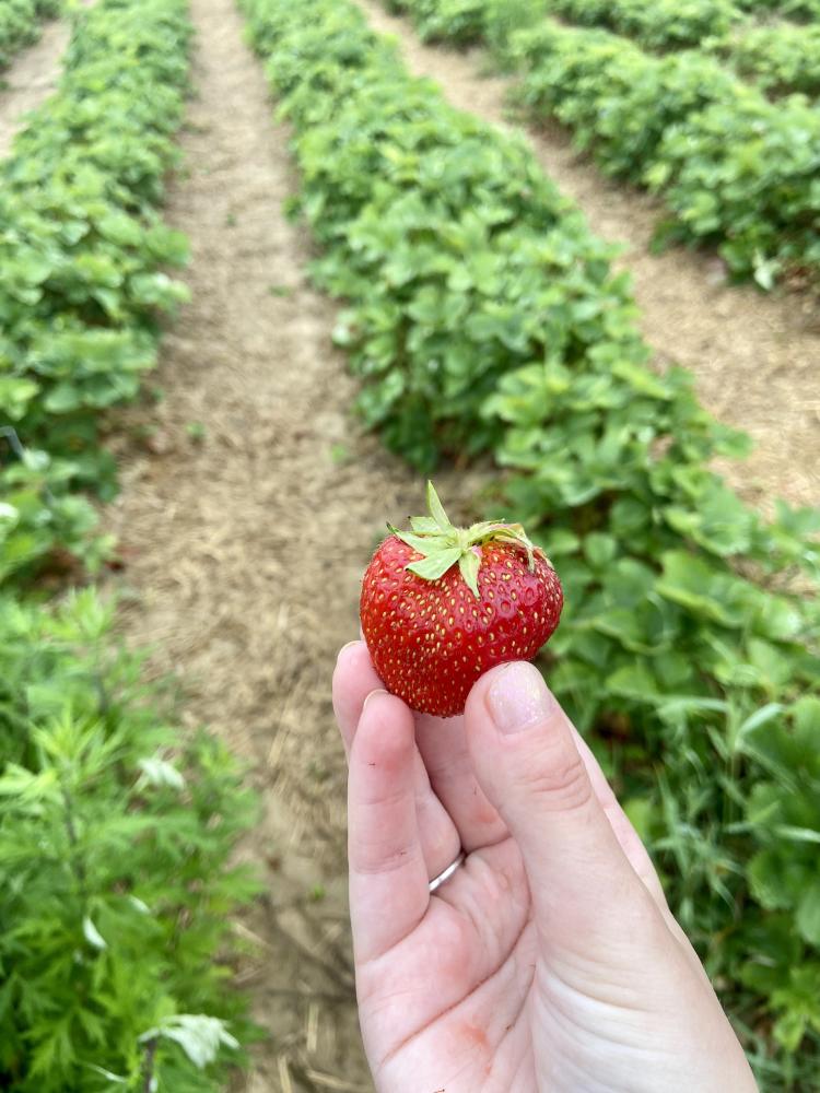 Strawberry picking