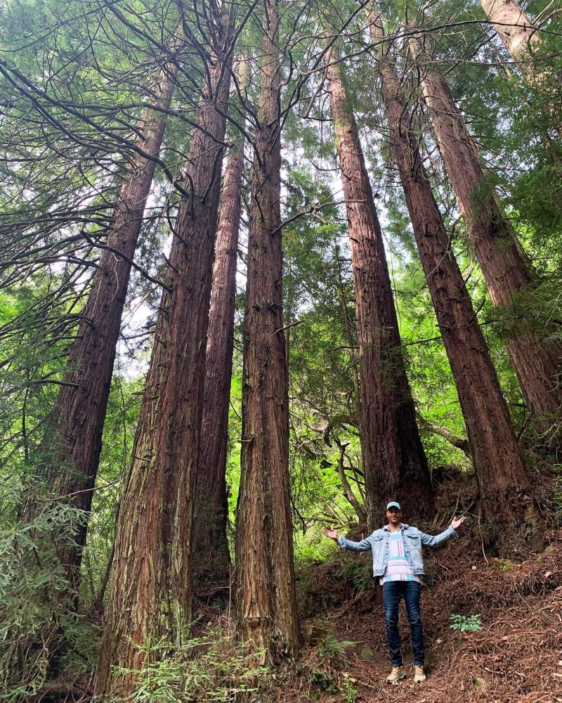 Hiker in the Redwoods Photo