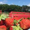 Hickory Ridge Farm