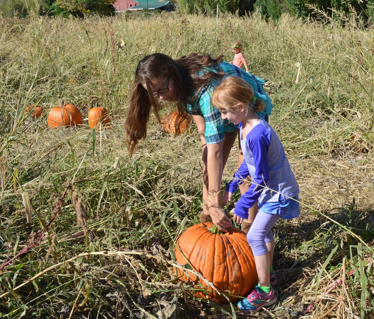 Pumpkin Patch Stock