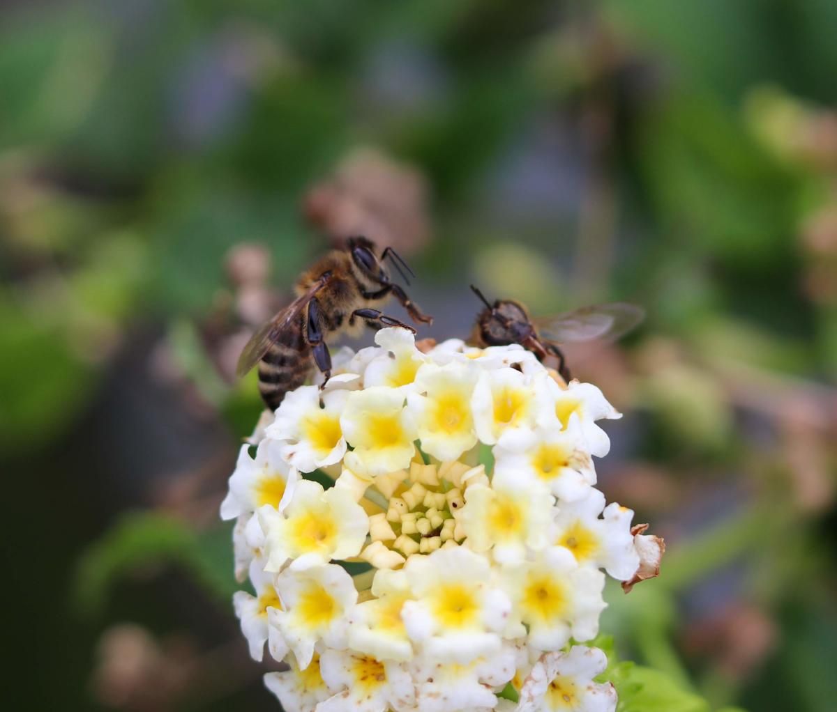 Bee on Flowers at Meadow Vista