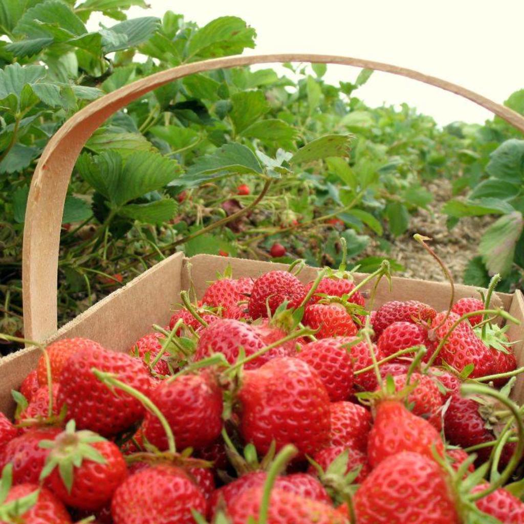 Strawberries-on-903.jpg