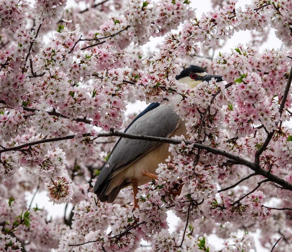 Black Crowned Night Heron in a Cherry Blossom At Culler Lake