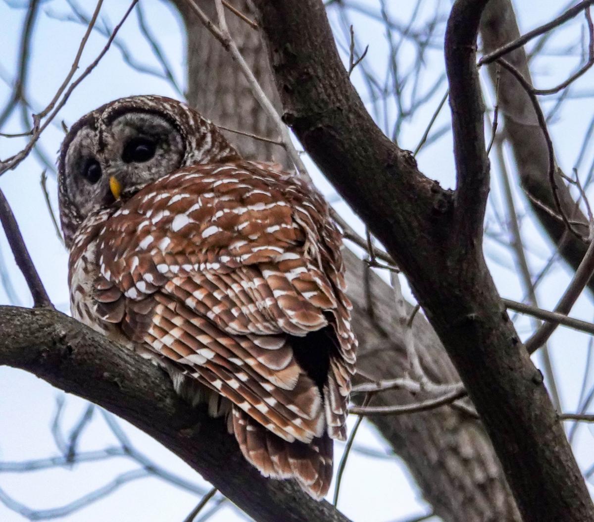 Barred Owl sitting on bare tree branch at Monocacy River Trail