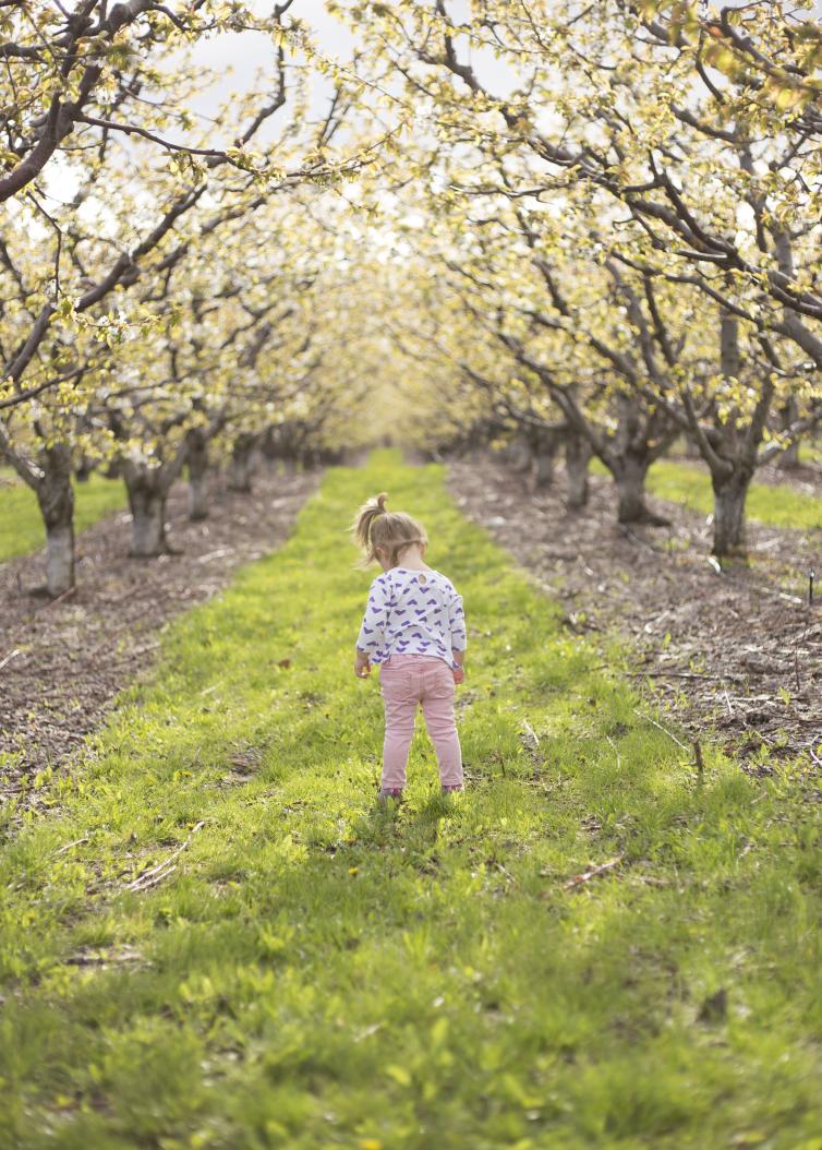 Orchards in bloom