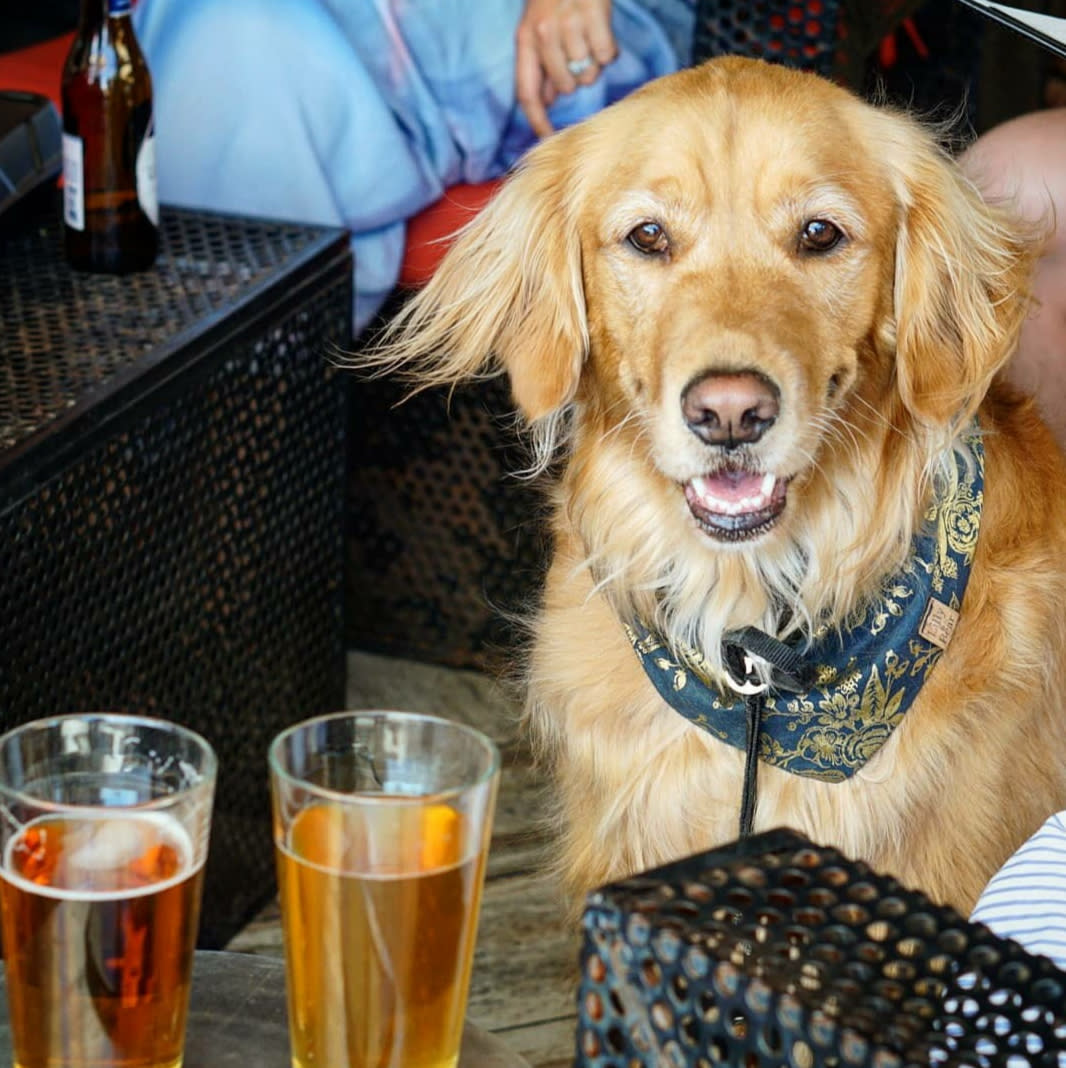 Two pint glasses and a pup on the patio of The Local Chandler