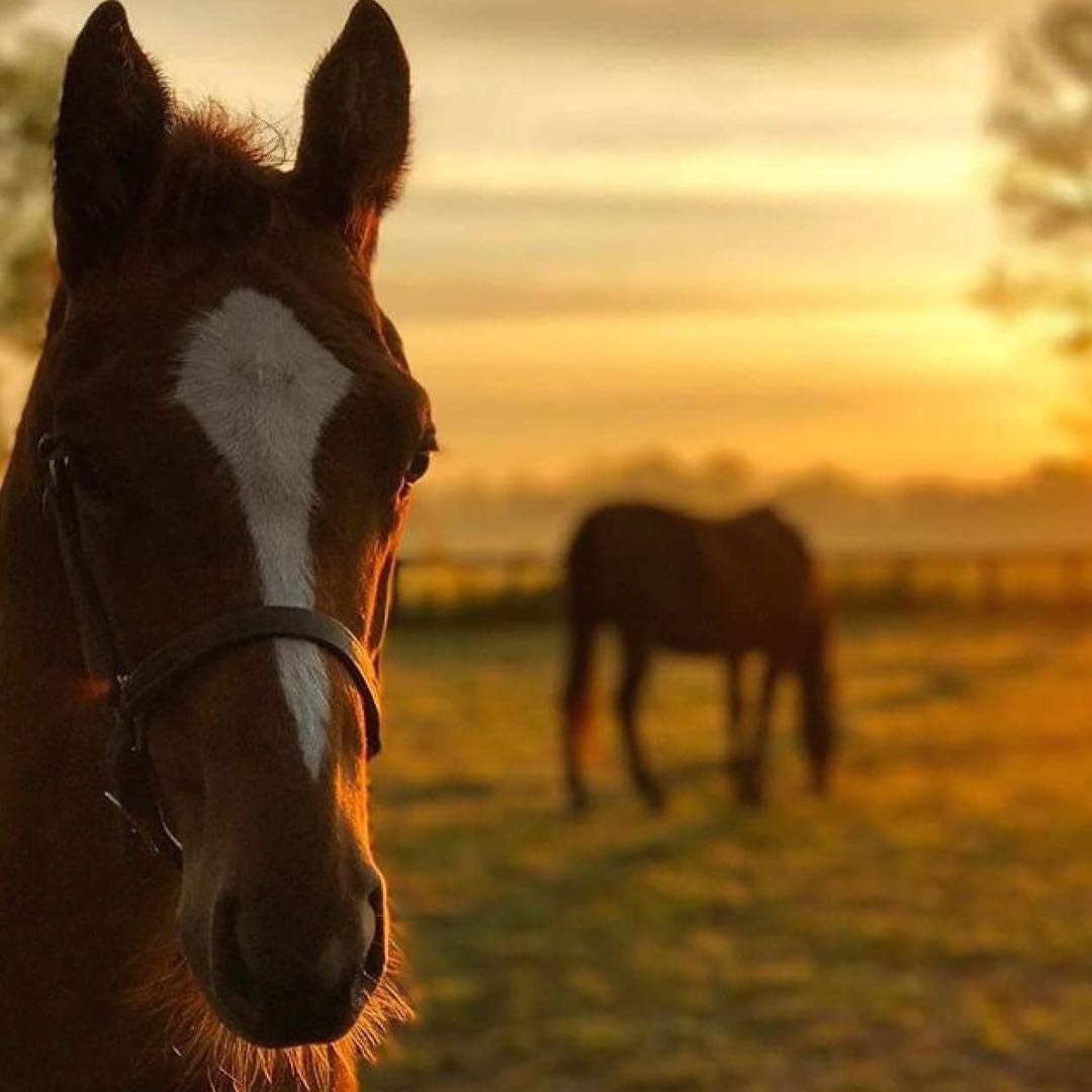 kentucky horse farm georgetown