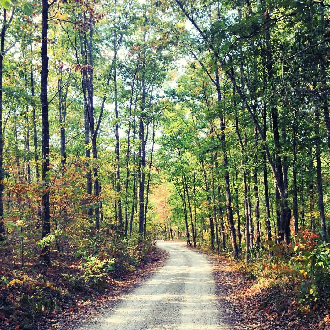 A dirt road lined with trees with leaves beginning to turn yellow in Bankhead Forest
