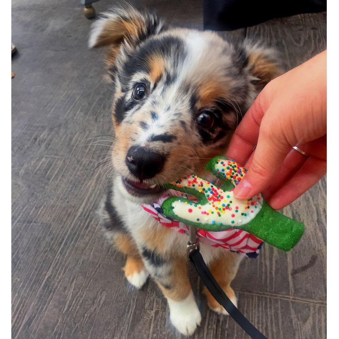 A puppy bites a dog-friendly cactus cookie at BLD Chandler