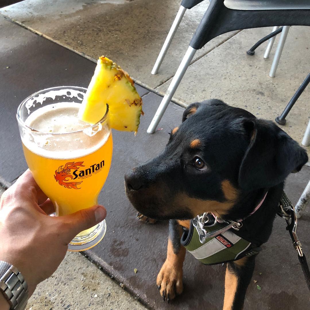 A beer and a dog on the patio at SanTan Brewing Co. in Chandler, AZ