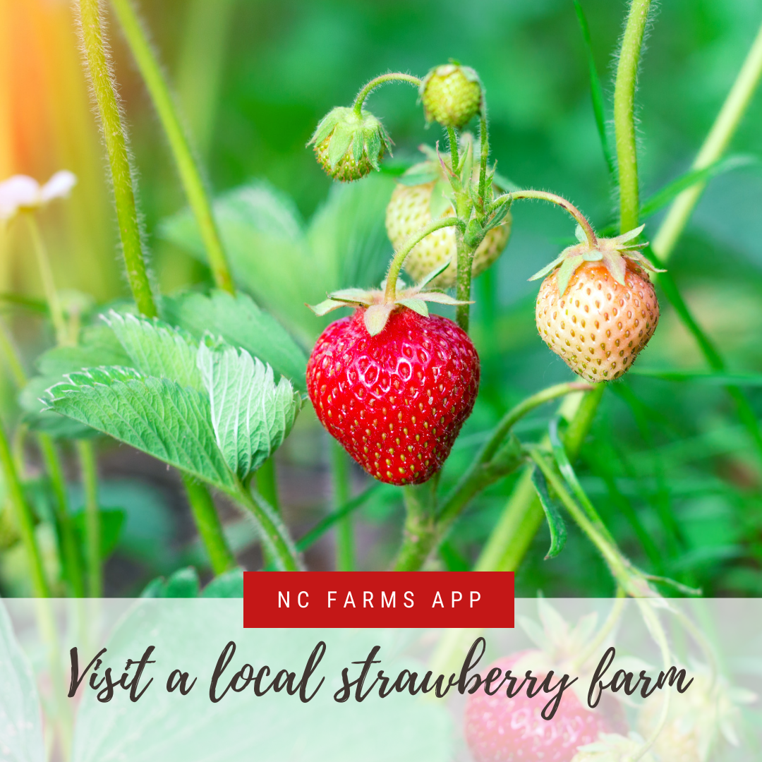 Day tripsJohnston County NC