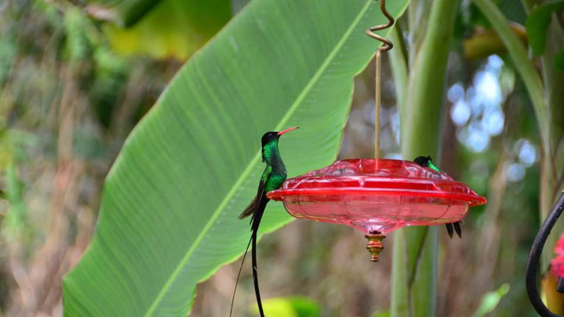 2013-Mystic-Mountain_humming-birds