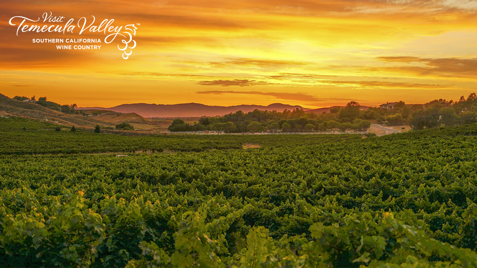 Zoom Temecula Vines