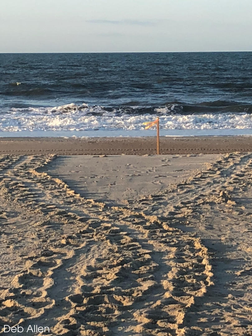 Sea turtles leave tell-tale tracks in the sand where they come to lay their eggs