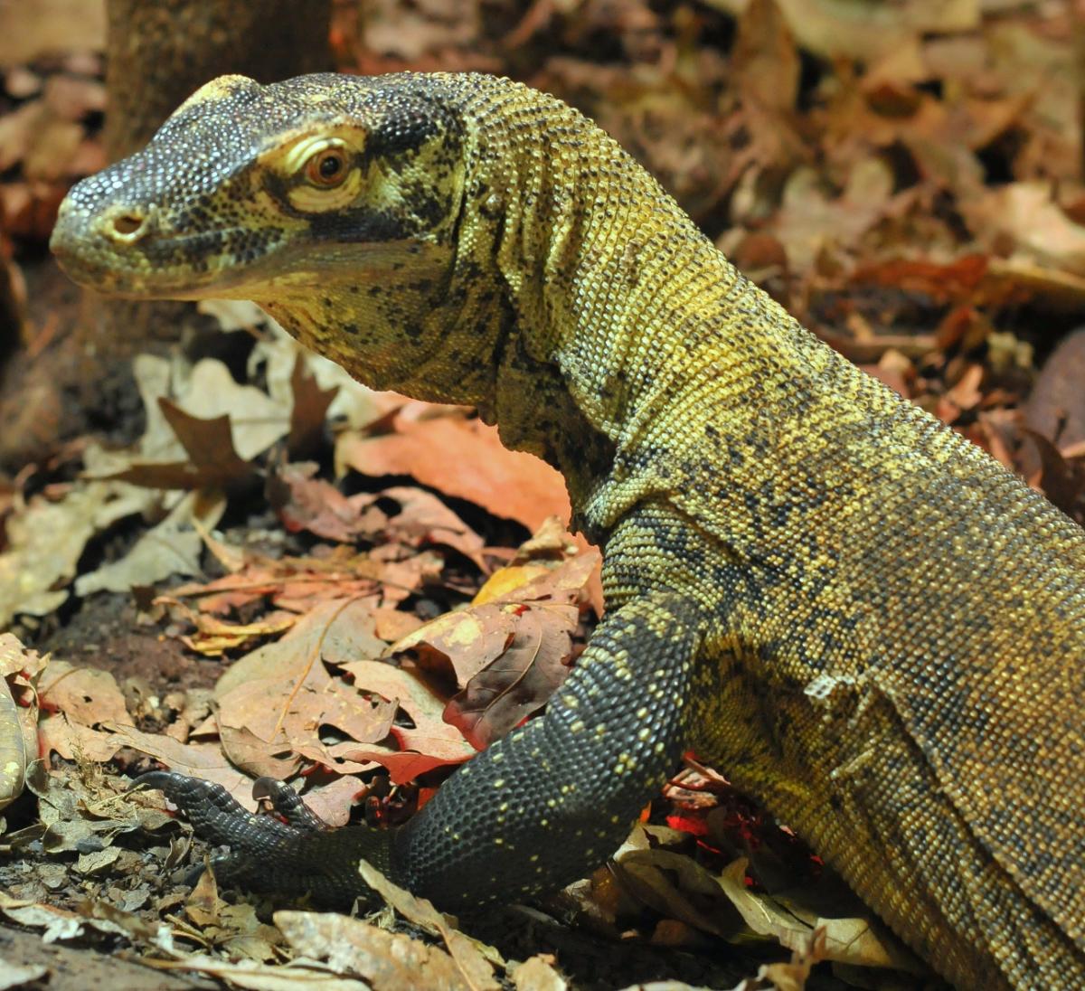 Zoo Knoxville lizard