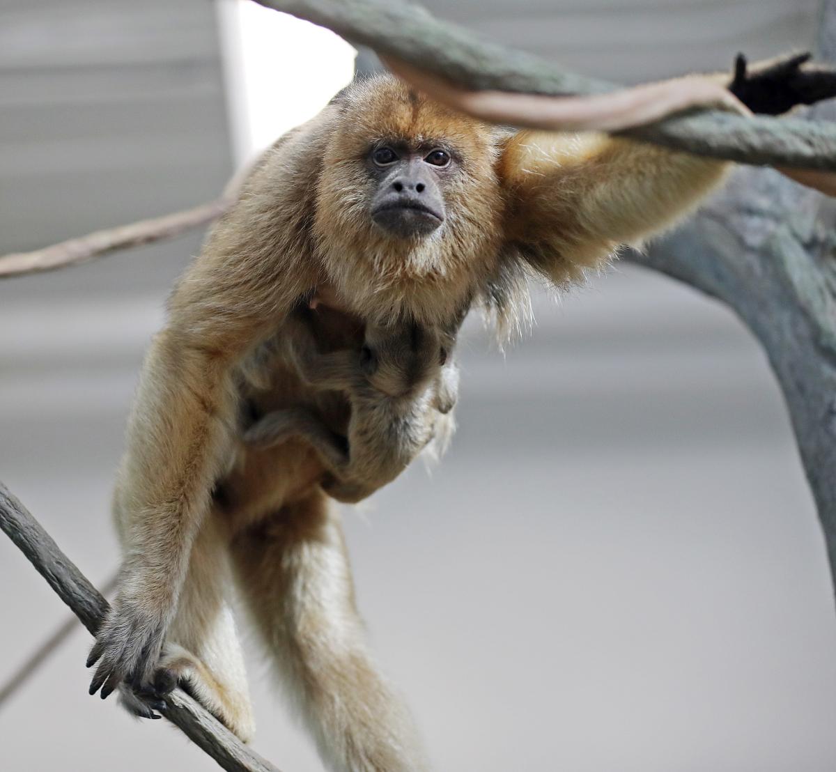 Howler Monkey at RWP Zoo in Providence Howler Monkey at RWP Zoo in Providence