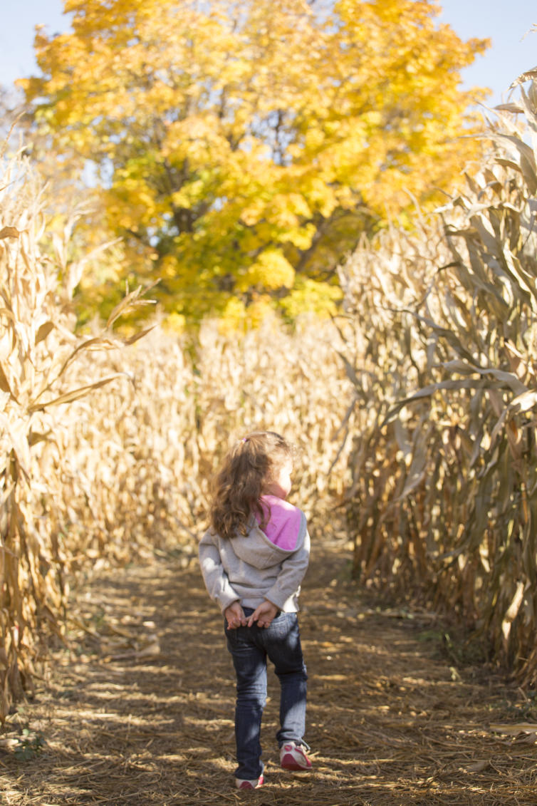 McMillan Farms Corn Maze