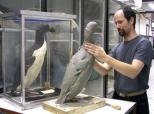 George Eastman House will host in its gardens this summer an edition of five bronze memorial sculptures by artist Todd McGrain July 3-Sept, 2012, and screen on July 29 and 29 the regional premiere of the documentary film about his efforts to memorialize five extinct birds.
