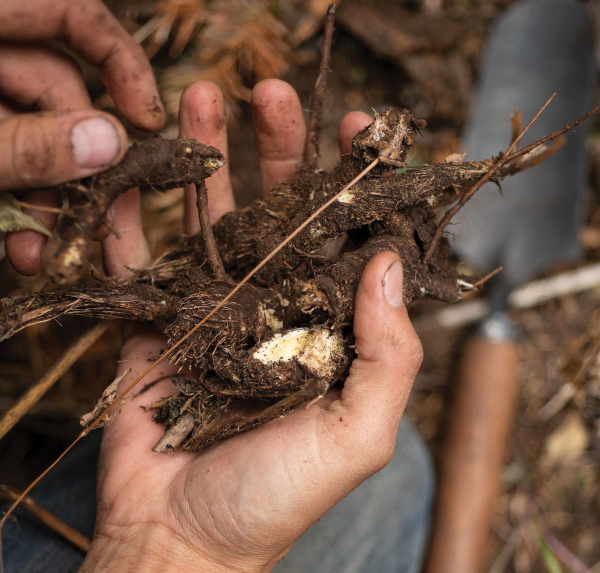 Osha, or bear root, found only in the subalpine regions of the Rockies.