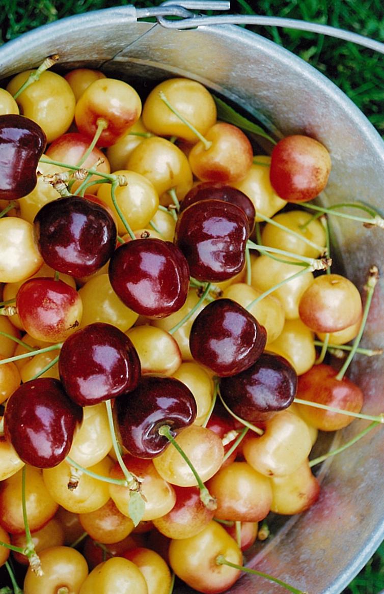 Various Cherries Kempf Orchard - Kelowna