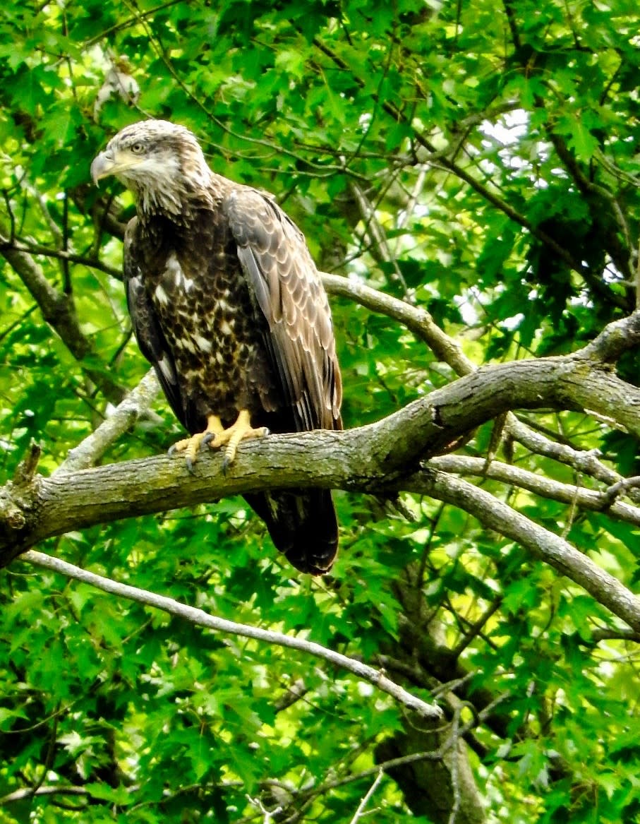 Bald Eagle (3 Years Old) sitting in the trees at Monocacy River Trail