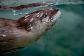 TN Aqua_River Otter
