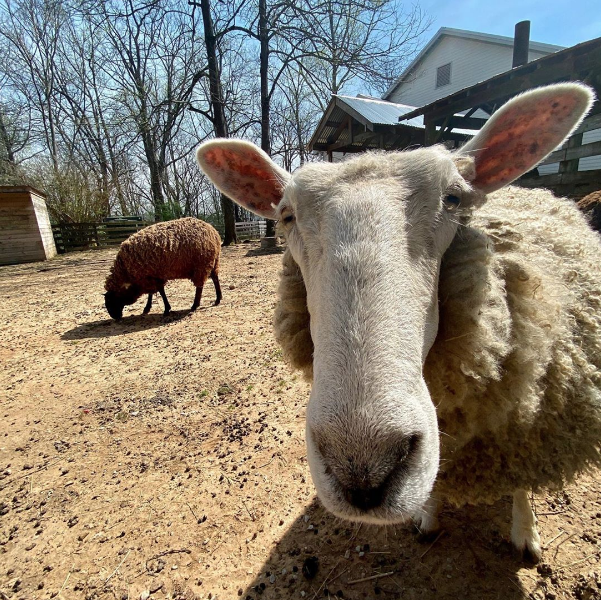 burritt on the mountain sheep