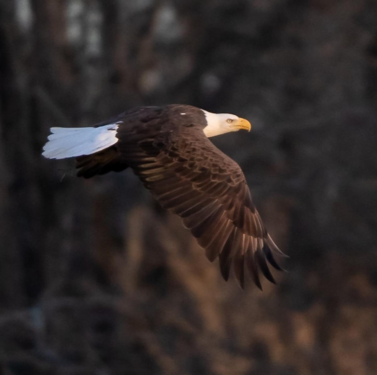 Eagle in North AL
