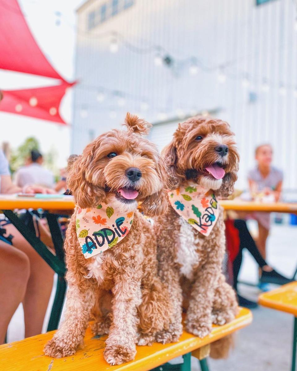 Dogs at Caboose Commons