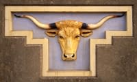 Molly the longhorn