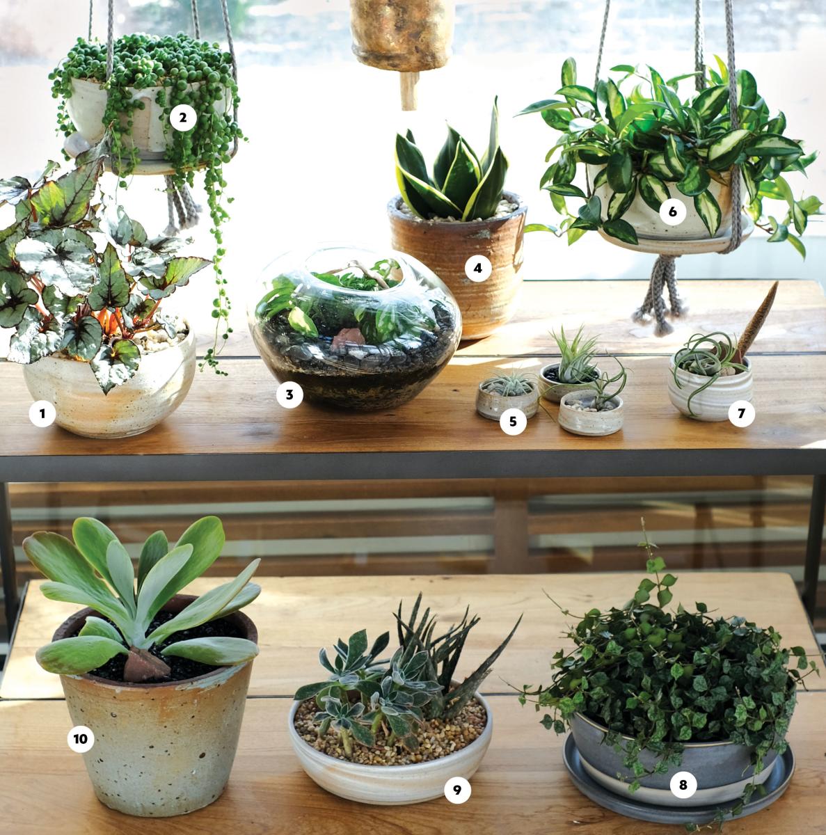 Plants at Opuntia Cafe Shopping List