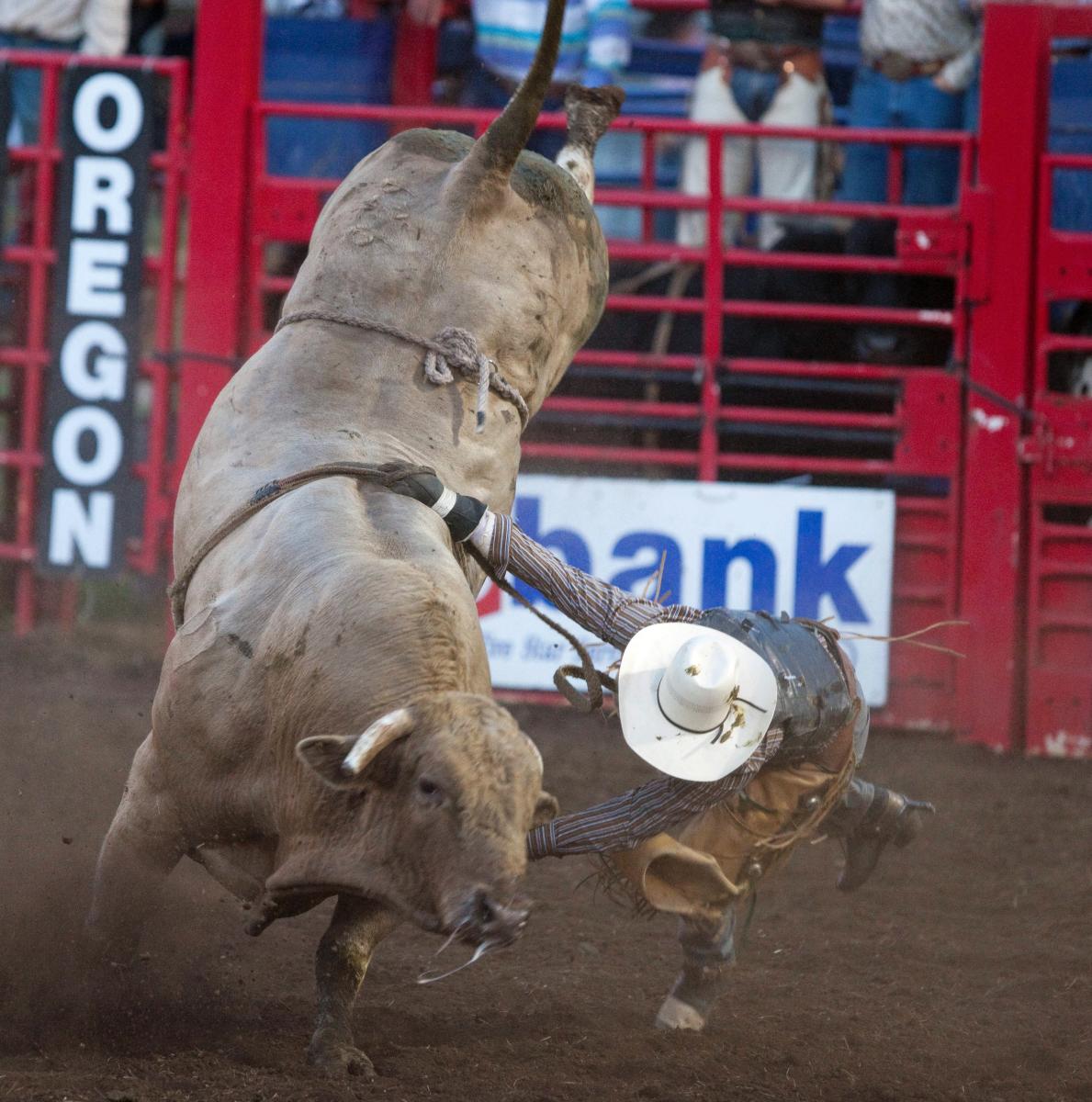 Eugene Pro Rodeo Bull by Jeff Green