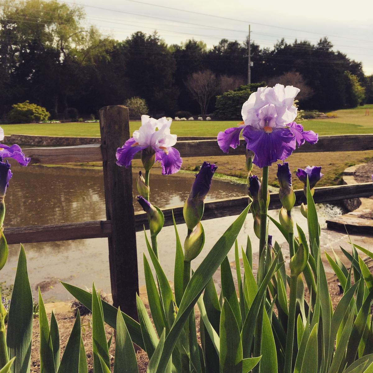 huntsville botanical garden